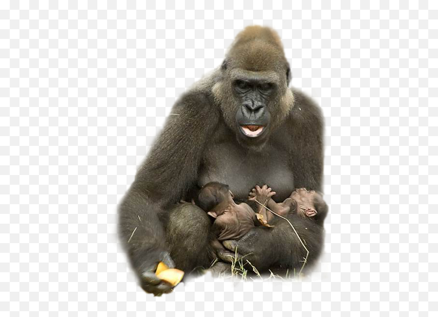 Monkey Ape Gorilla Terrieasterly - Harambe Png Emoji,Ape Emoji