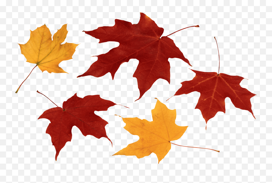 Autumn Leaves Png Images Transparent Free Download - Fall Leaves Transparent Background Emoji,Leaves Emoji