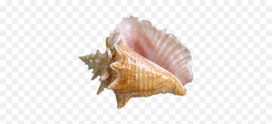 Shell Png - Seashell Emoji,Conch Shell Emoji