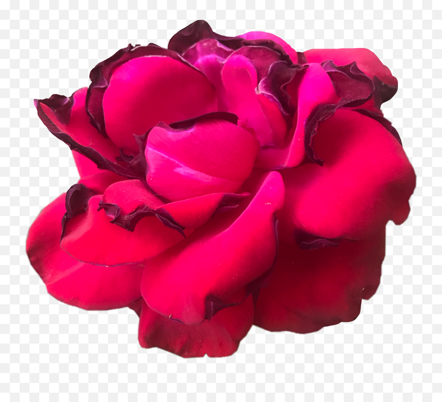 Rose Sticker - Lovely Emoji,Wilted Rose Emoji