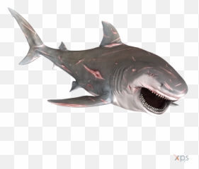 Best Sharks Transparent Background - Bull Shark Png Emoji,Shark Emoji Iphone