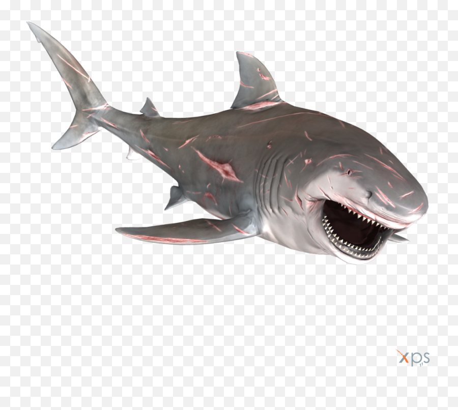 Best Sharks Transparent Background - Bull Shark Png Emoji,Shark Emoji Iphone