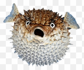 Animal En Fish Ocean Porcupine Fish - Puffer Fish In Spanish Emoji,Pufferfish Emoji