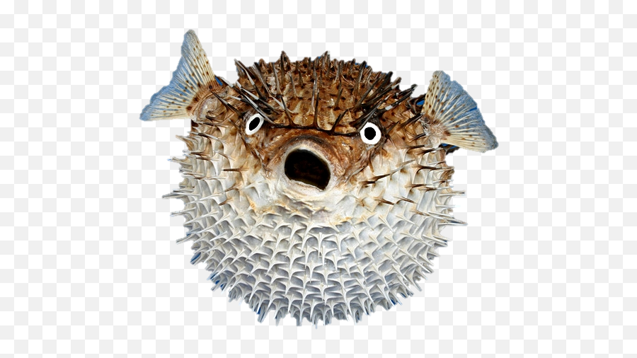 Animal En Fish Ocean Porcupine Fish - Puffer Fish In Spanish Emoji,Pufferfish Emoji