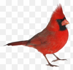 Cardinal Redbird Bird Red Freetoedit - Birds Emoji,Cardinal Emoji