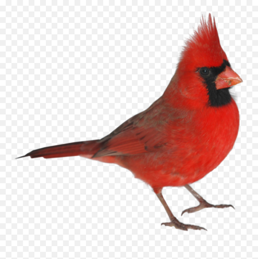Cardinal Redbird Bird Red Freetoedit - Birds Emoji,Cardinal Emoji