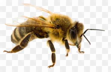 Free Marriage Proposal Silhouette - Real Life Queen Bee Emoji