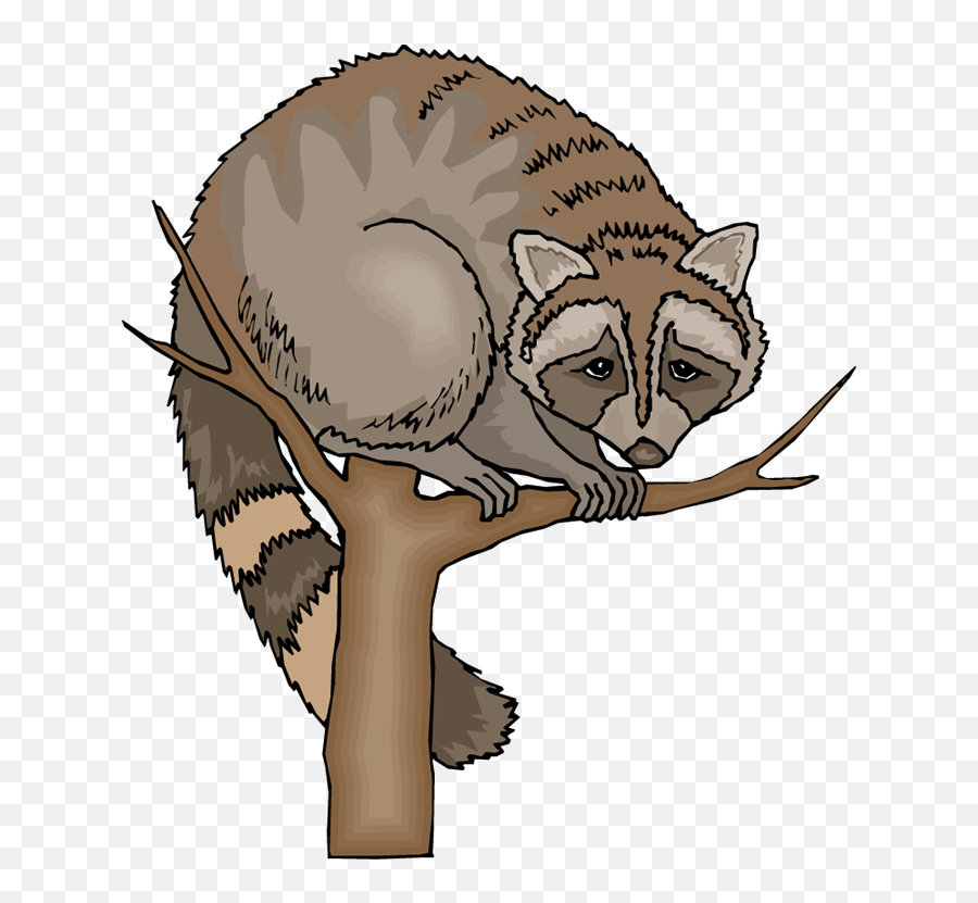 Free Raccoon Clipart 5 - Raccoon In Tree Clipart Transparent Background Emoji,Raccoon Emoji