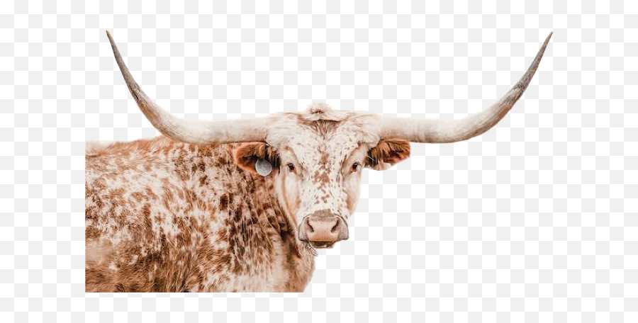 The Most Edited - Texas Longhorn Thank You Emoji,Longhorn Emoji