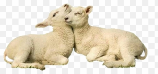 Largest Collection of Free - toEdit lambs Stickers PicsArt Soft Emoji