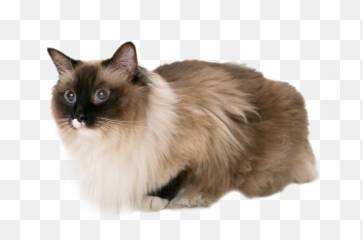 Download Cat Emoji Real Db 5 - Animals Photos Hd With White Background,Peanut Butter Emoji