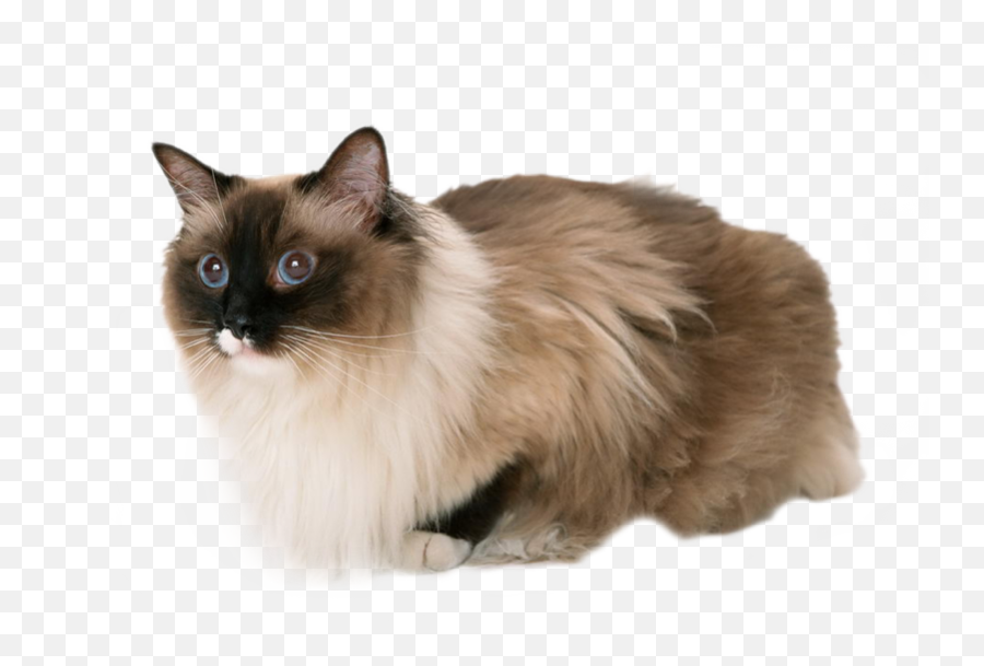 Download Cat Emoji Real Db 5 - Animals Photos Hd With White Background,Peanut Butter Emoji