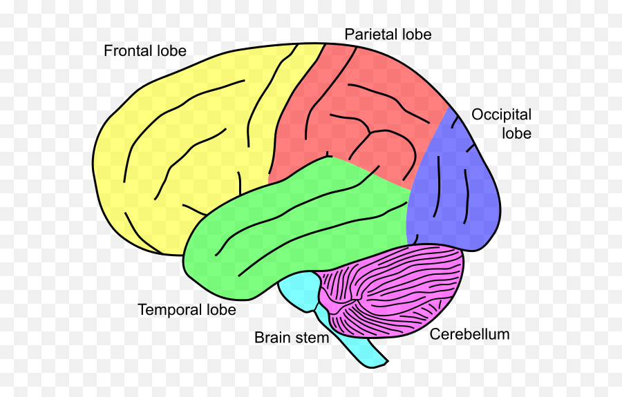 Lobi Stammhirn Cerebellum Eng - Brain Cerebellum Emoji,Emotion Con