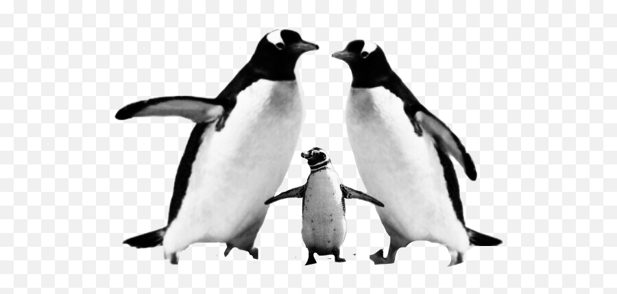 The Newest Pinguins Stickers On Picsart - Penguin Emoji,Pittsburgh Penguins Emoji