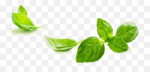 Basil - Transparent Basil Leaf Png Emoji,Basil Emoji