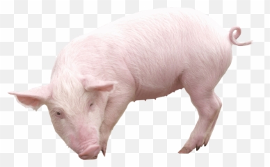 Download Pig Png Image Hq Png Image - Pig Png Emoji,Pig Knife Emoji