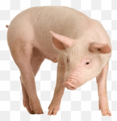 Download Pig Png Image Hq - Transparent Of Emoji
