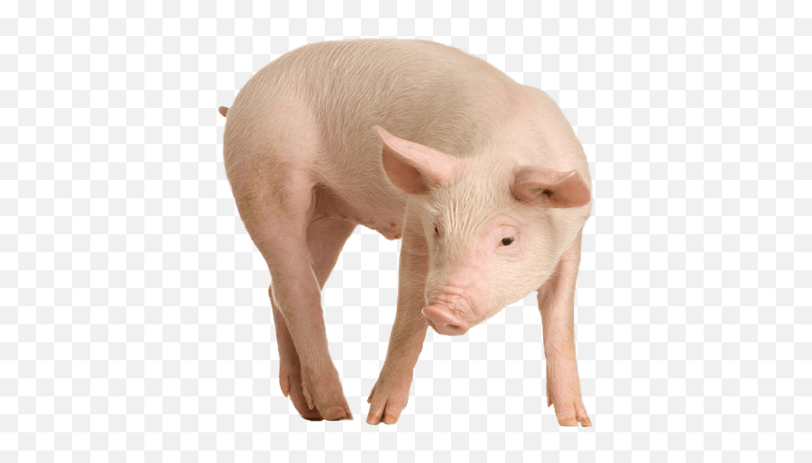Download Pig Png Image Hq Png Image - Transparent Image Of Pig Emoji,Boy Knife Pig Bull Emoji