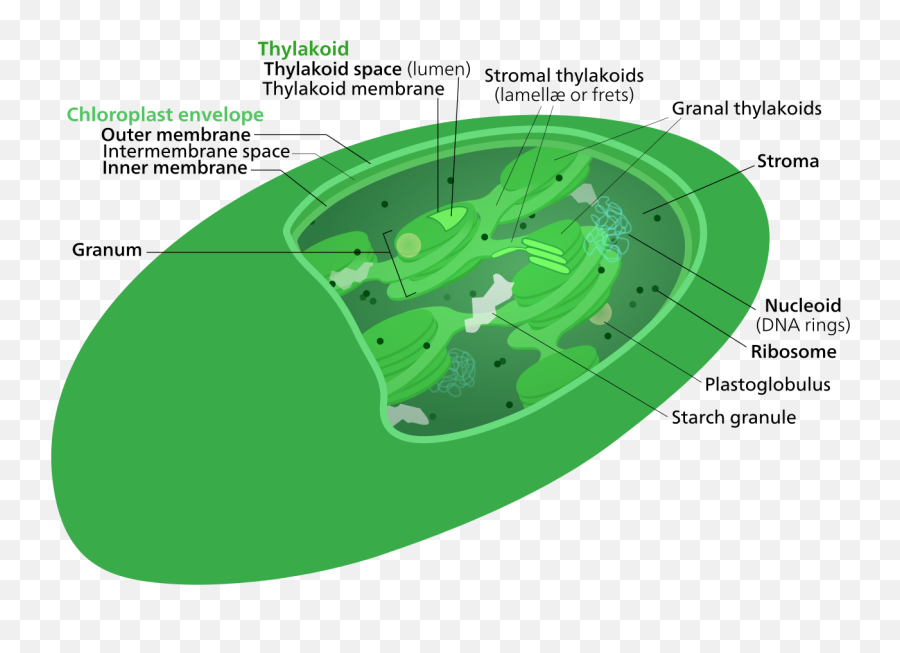 Chloroplast Structure - Chloroplast Definition Biology Emoji,Golf Emoji