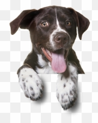 Download Sitting Pet Dog Cat Puppy Dogs Clipart PNG Free - German Shorthaired Pointer Face Png Emoji