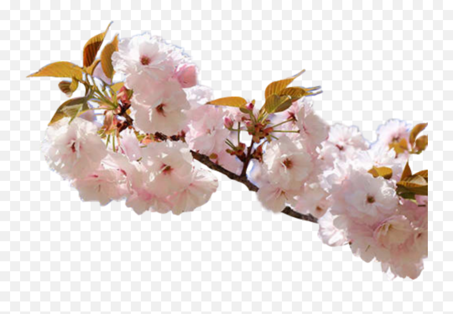 Flower Pink Cherry Nature Rose Blossom Aesthetic Branch - Aesthetic Nature Png Emoji,Cherry Blossom Emoji Png