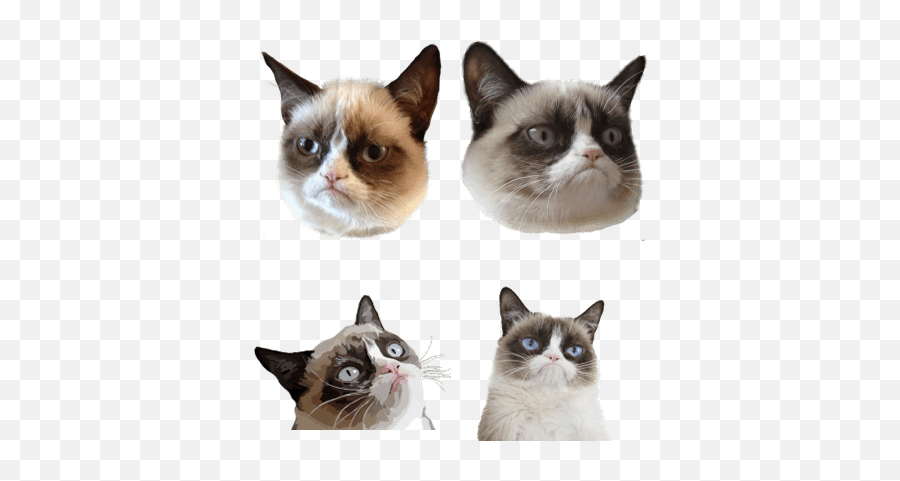 Grumpy Cat - Grumpy Cat Png Emoji,Grumpy Cat Emoji