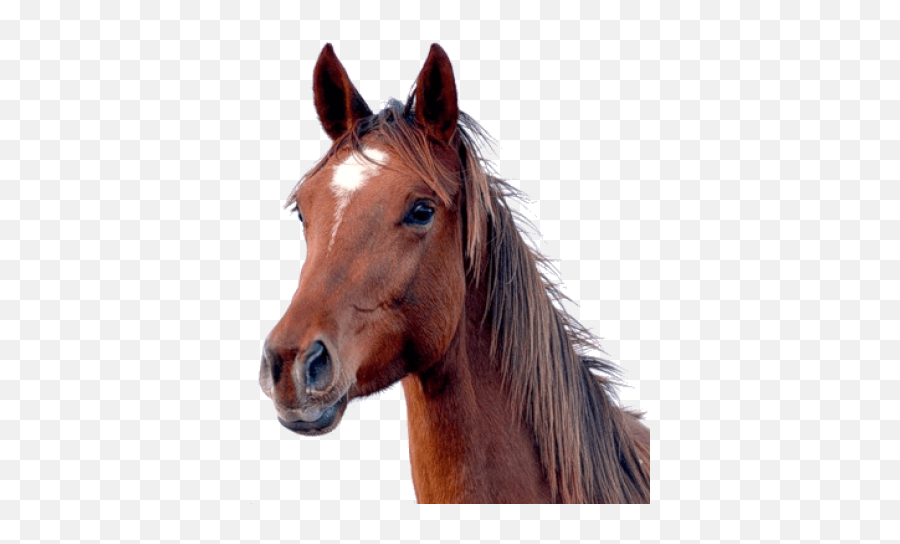 Horse Png And Vectors For Free Download - Horse Png Emoji,Kentucky Derby Emoji