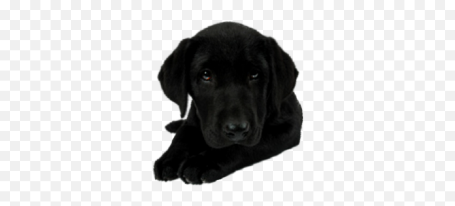 Free Vectors Graphics Psd Files - Labrador Retriever Emoji,Black Lab Emoji