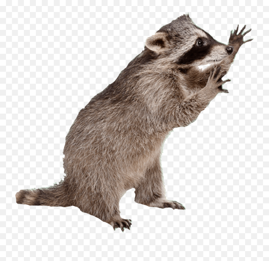 Raccoon - Raccoon Png Emoji,Raccoon Emoji