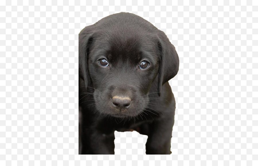 Puppy Png And Vectors For Free Download - Dlpngcom Labrador Retriever Puppies Emoji,Chihuahua Emoji