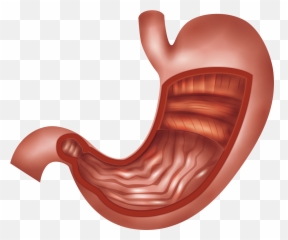 Stomach Clipart Png - Emoji