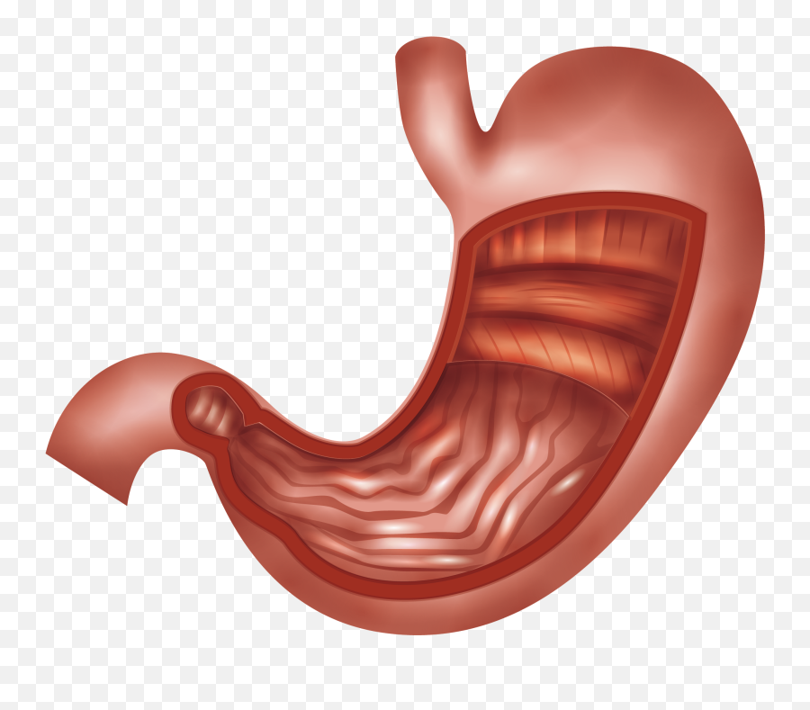 Stomach Clipart Png - Stomach Png Emoji,Stomach Emoji