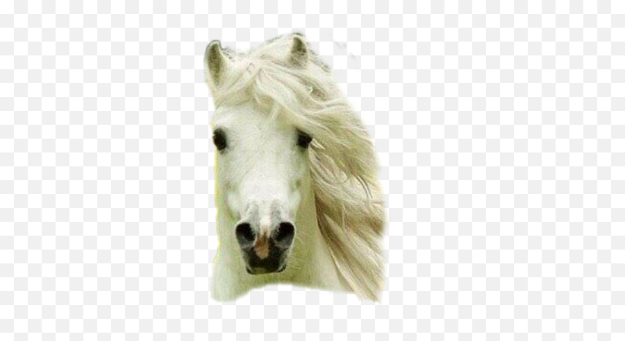 Sticker Horse Head Sticker By Alisonrjohnson5445gm - Mustang Emoji,Horse Head Emoji