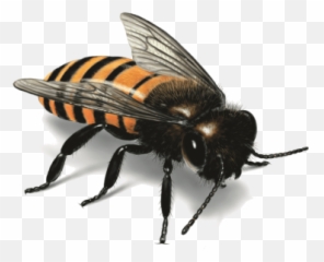 Free Png Images - Honey Bee Illustration Emoji