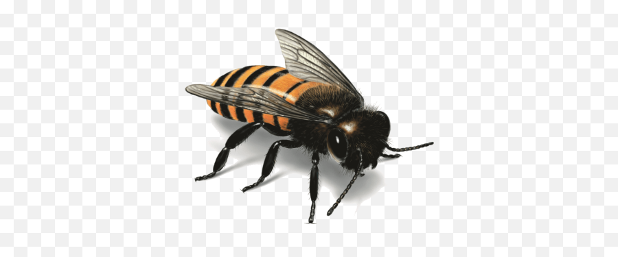 Free Png Images - Honey Bee Illustration Emoji,Bee Minus Emoji