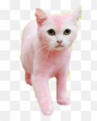 Cat Nyan Cat Pink - Sticker By Casey Duke Domestic Cat Emoji,Nyan Cat Emoji