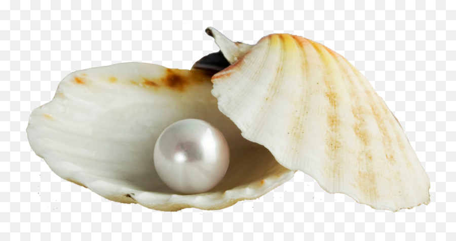 Pearl In A Shell Psd Official Psds - Add Pearlinfo Pvt Ltd Emoji,Seashell Emoji