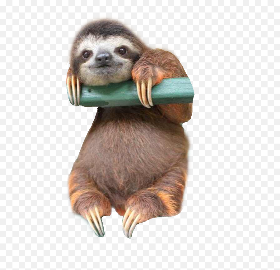 Trending Sloth Stickers - Sloth Layla Emoji,Sloth Emoji