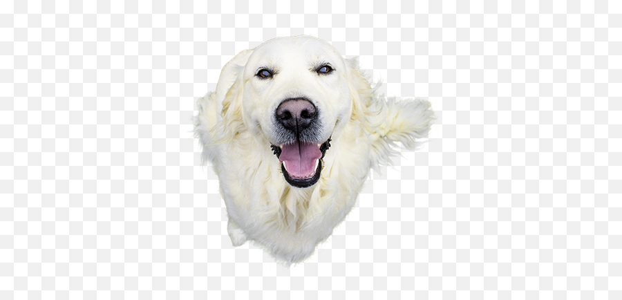 Smiling Dog Png 4 Png Image - Dog Smiling Picture Png Emoji,Smiling Dog Emoji