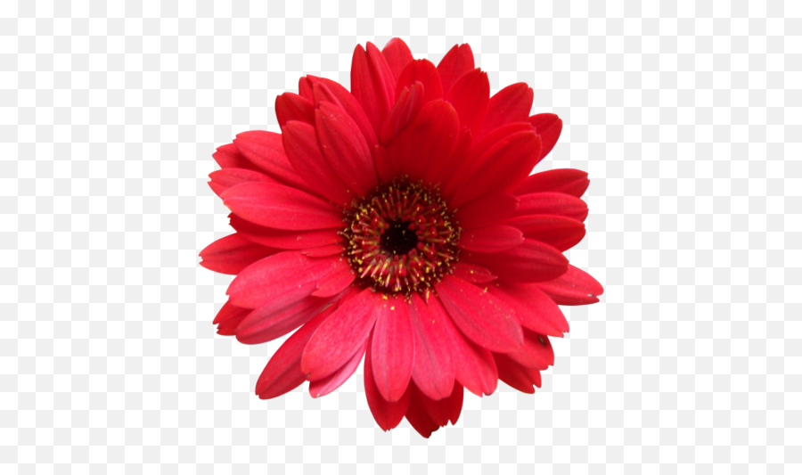 Popular And Trending Flower Stickers Flower Background - Gerbera Daisy Emoji,Dead Flower Emoji