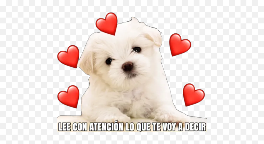 Cachorro Enamorado Stickers For Whatsapp - Cute Maltese Puppy Emoji,Emoji Enamorado