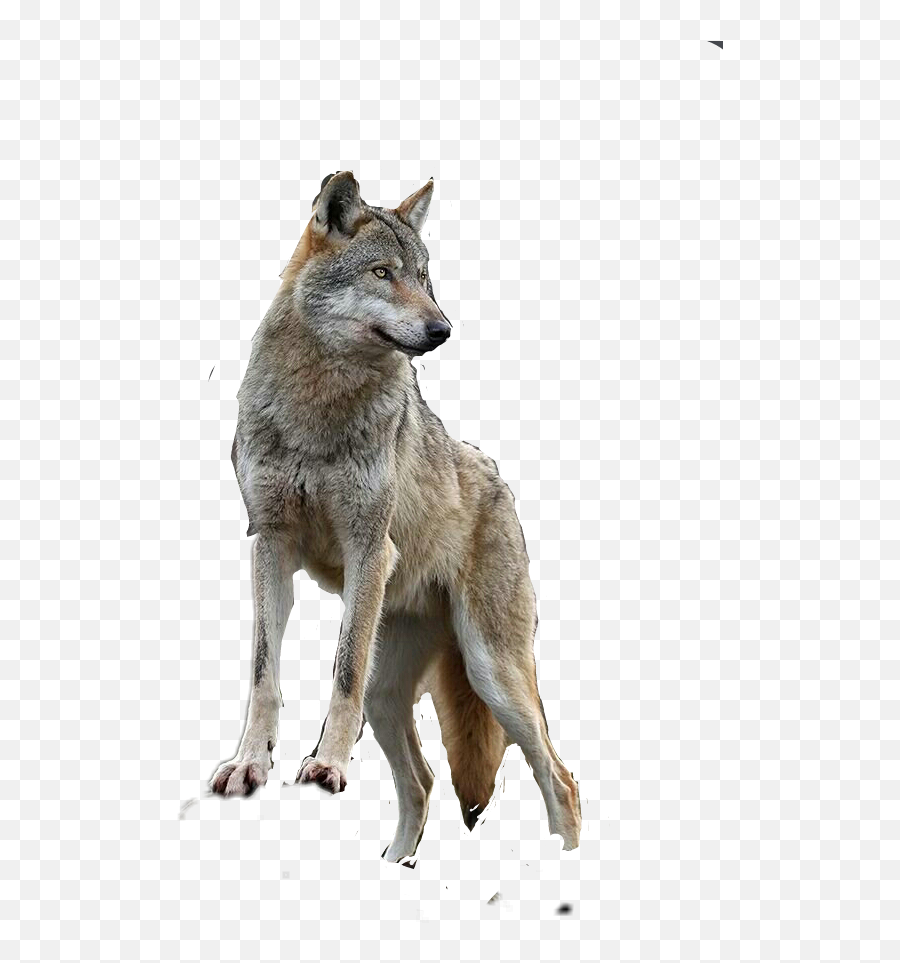 Edit - Alaskan Tundra Wolf Emoji,Coyote Emoji