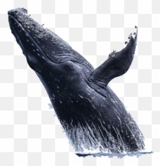 Whale Png Blue Cute Sea Fish - Transparent Background Emoji
