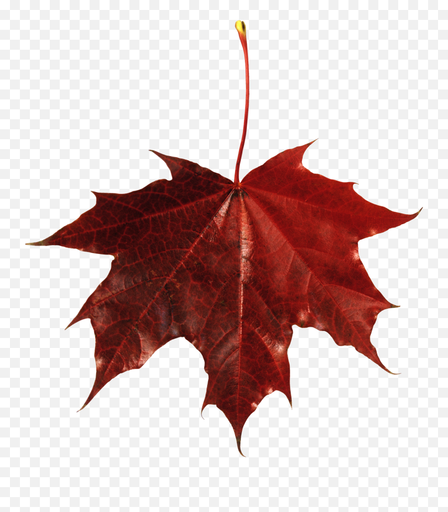 Free Falling Leaves Download Vector Png - Fall Red Leaf Png Emoji,Leaves Emoji