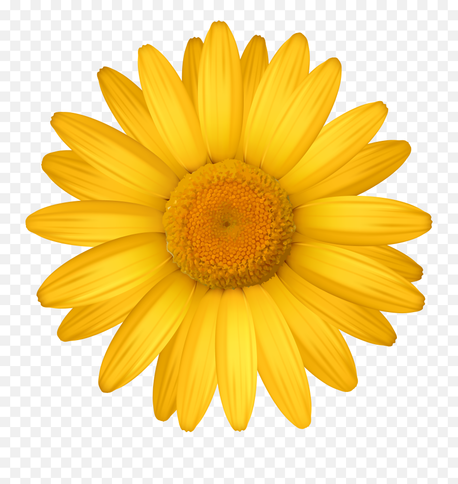 Yellow Daisy Clipart Image - Yellow Clipart Daisy Flower Emoji,Daisy Emoji