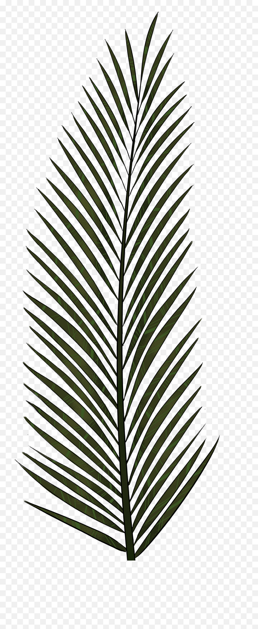 Palm Leaves - Palm Tree Leaf Texture Clipart Full Size Transparent Palm Tree Leaf Emoji,Palm Tree Emoji