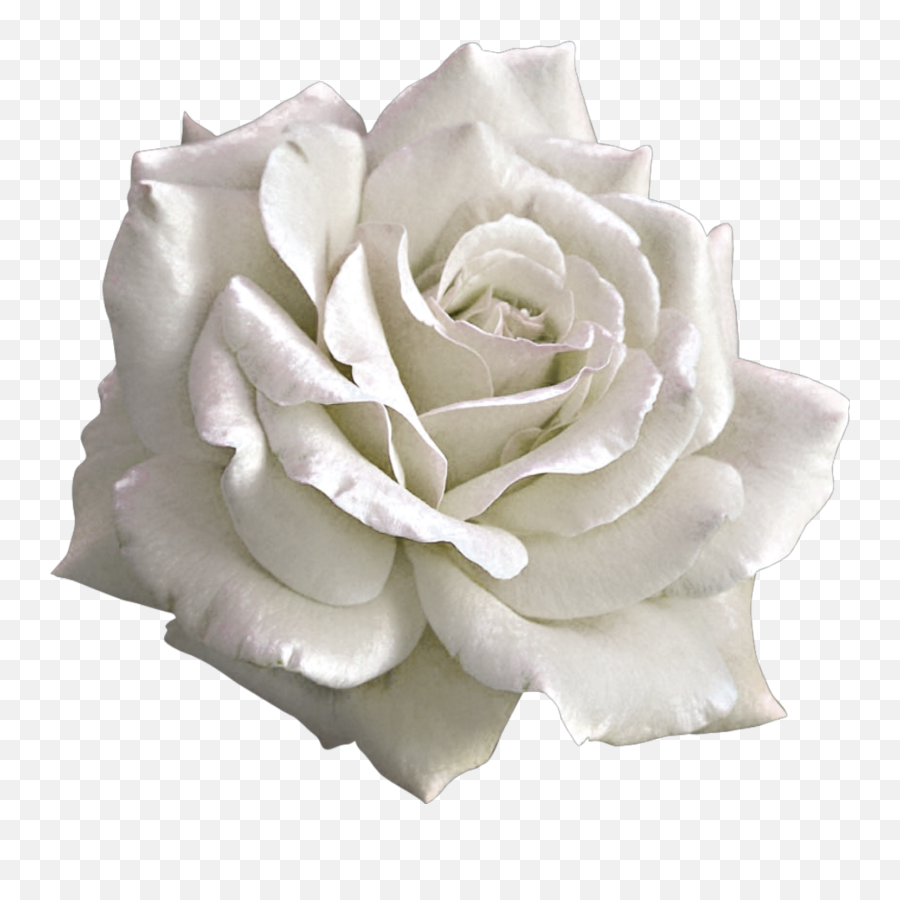 White Flower Flowercrown Floral Soft Cute Aesthetic Light Pink Rose Png Emoji White Flower Emoji Free Transparent Emoji Emojipng Com