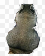 raccoon big butt - Sticker by Ian Blankenship Porcupine Fishes Emoji