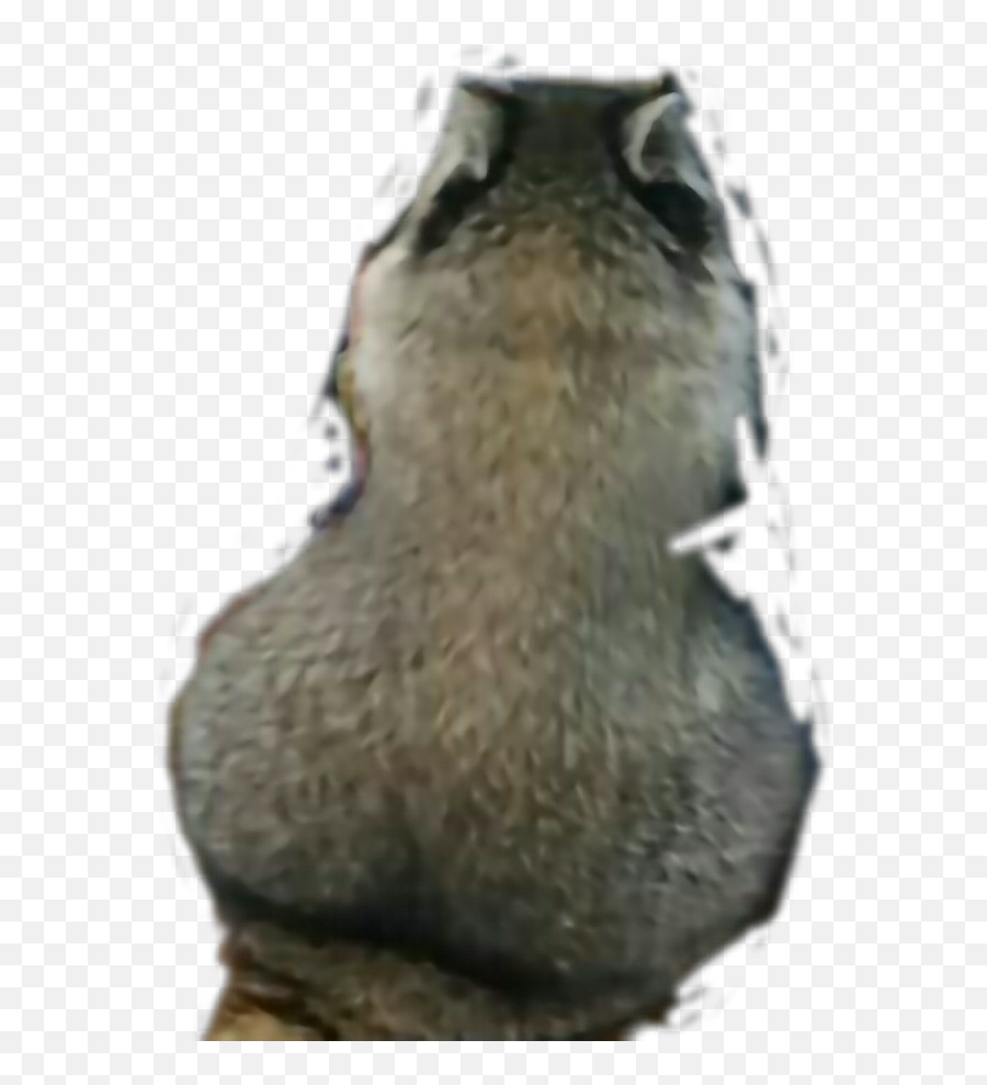 Raccoon Big Butt - Sticker By Ian Blankenship Porcupine Fishes Emoji,Big Butt Emoji
