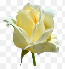 Free White Rose Flower Isolated Photo Download - Fresh Emoji,White Rose Emoji